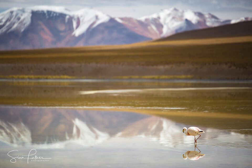 Lone “Volcano” Flamingo – Bolivian Highlands