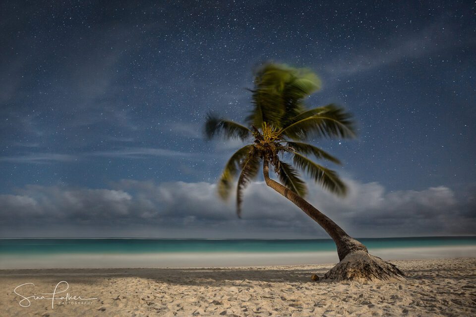 Lone Palm – Tulum, Mexico (published in the National Geographic assignment, Startruck, February 2019)