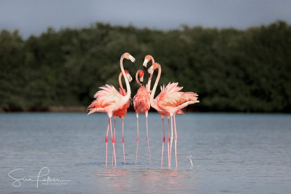 Male Flamingos in Meeting - Northern Yucatán – Río Lagartos, Mexico