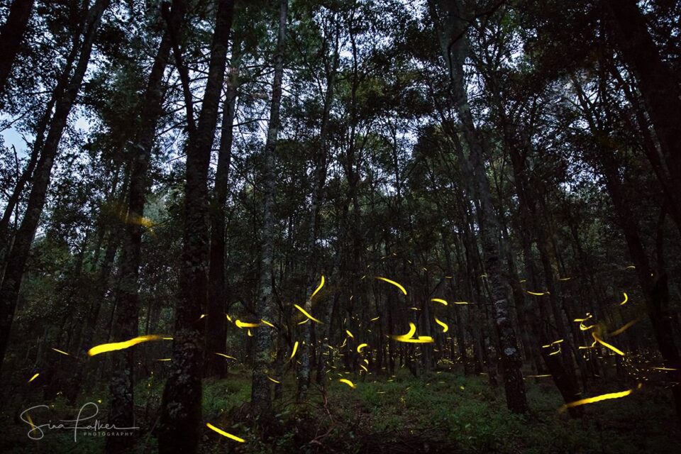 Fireflies – Tlaxcala, Mexico