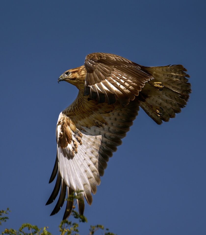 A hawk captured in flight with the Nikon D750 DSLR