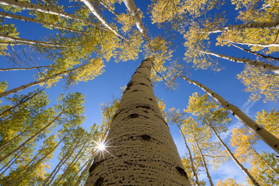 I took this photo of aspen trees using the Tamron 15-30mm f/2.8 lens for Nikon.