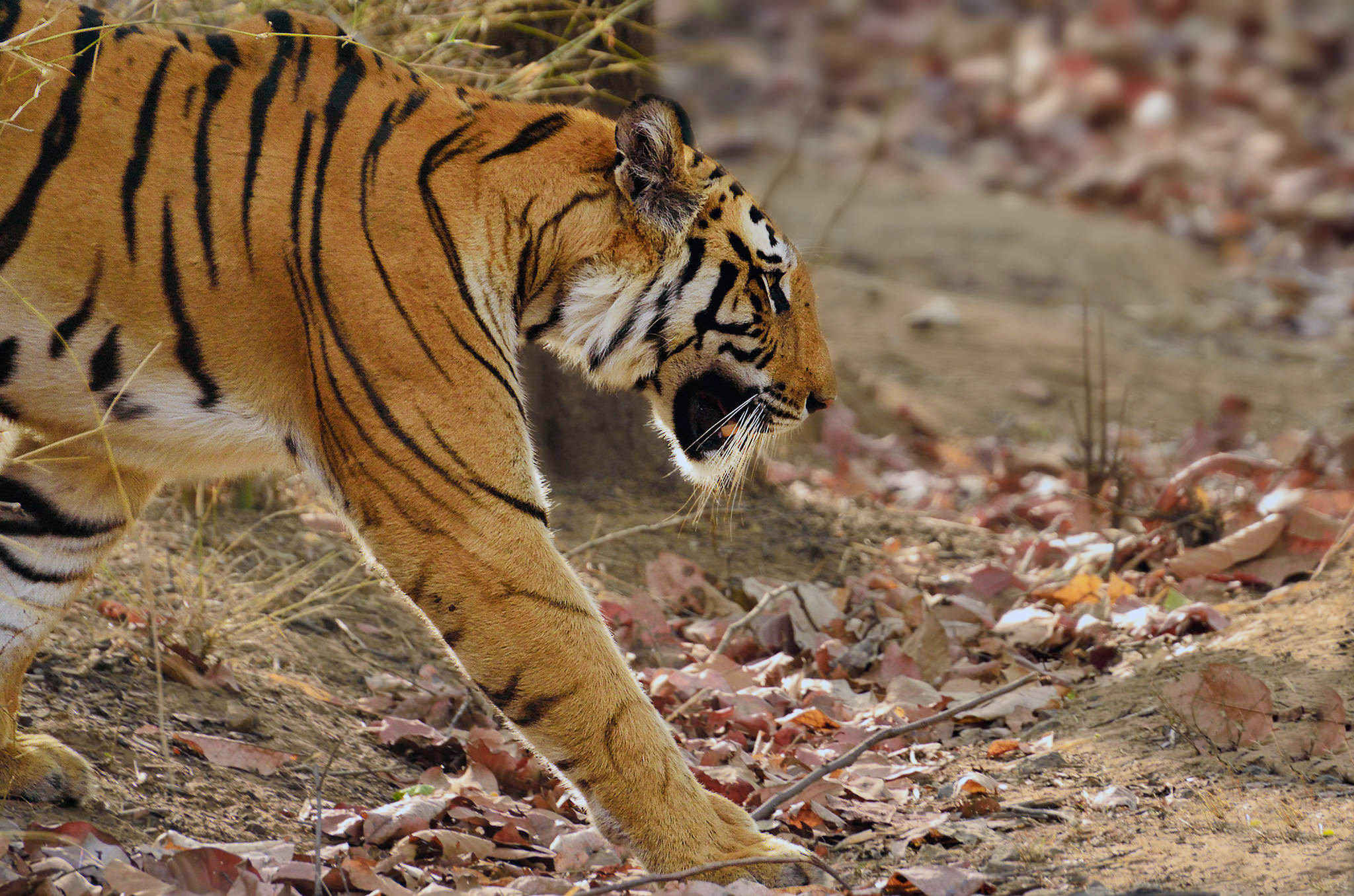 flying tiger fisheye lens