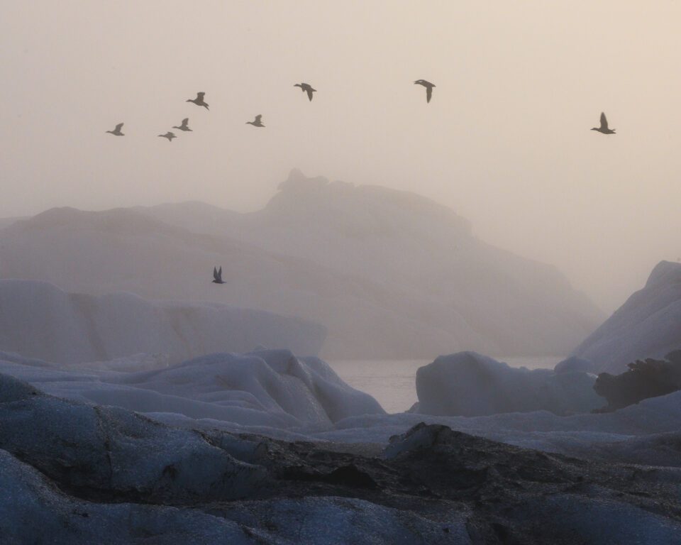 Here, Arctic Terns fly in front of icebergs in Iceland's Jokulsarlon Lagoon.