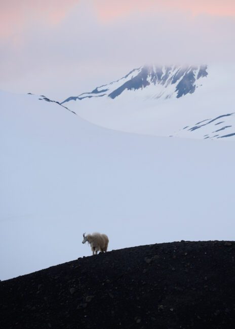 A mountain goat stands in front of a snowy mountain landscape.