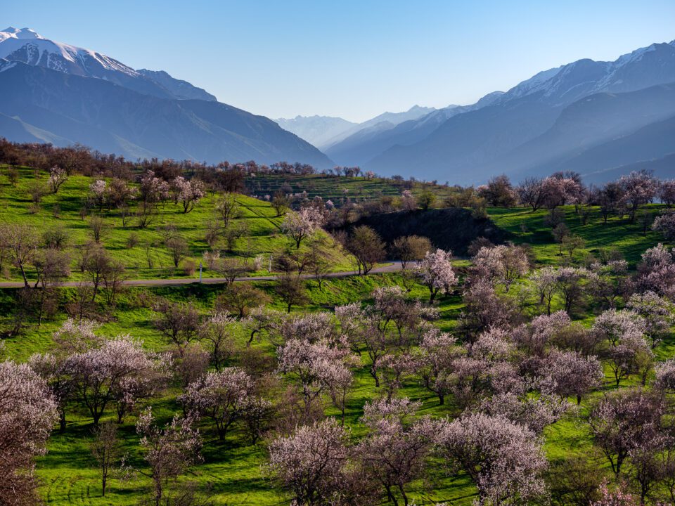The Spring Blooming of Fruit Trees near Ugam Chatkal