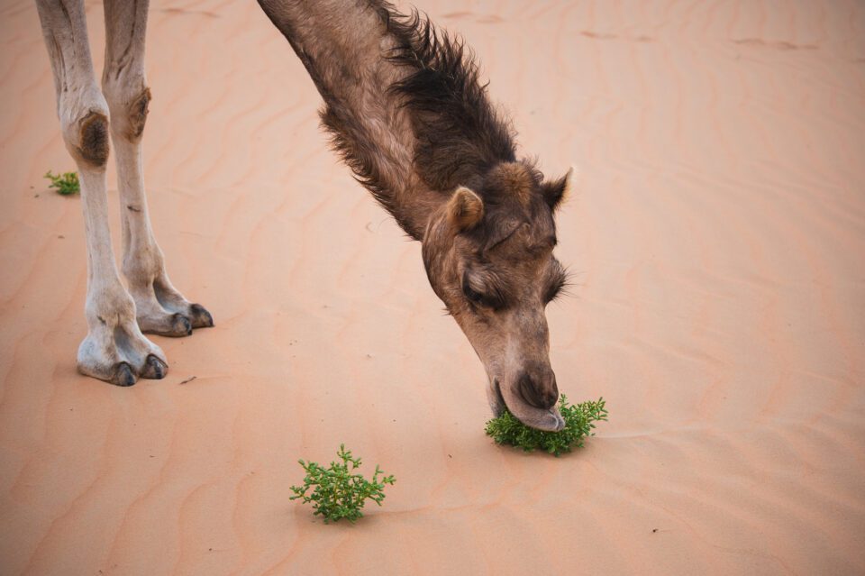 Camel Eating a Plant, Nikon D780 Autofocus Accuracy