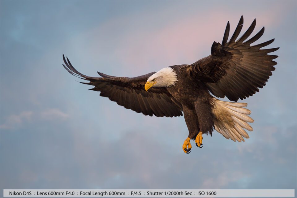Bald Eagle in Flight with Beautiful Sky