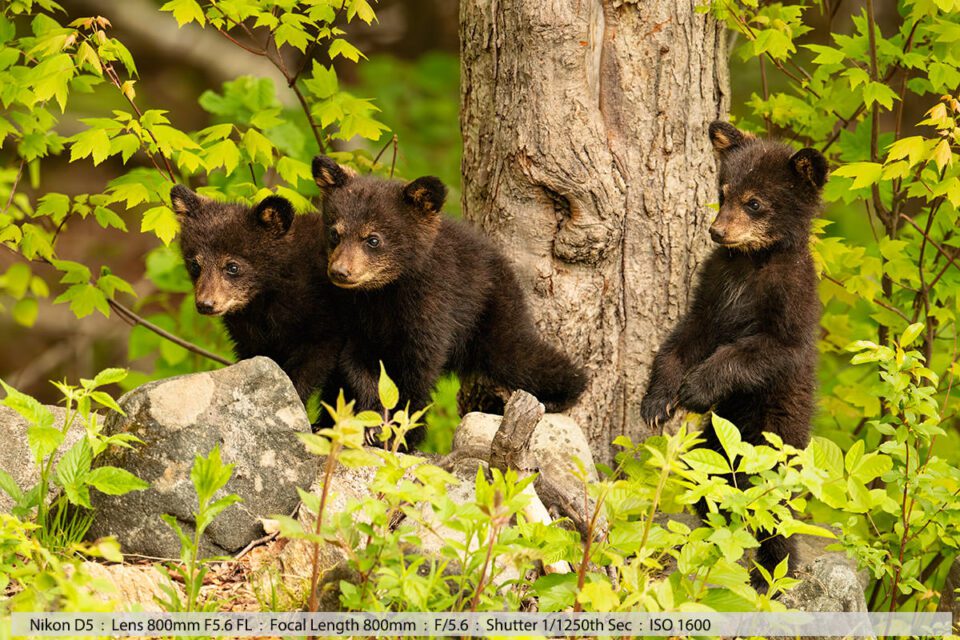 Three Tiny Black Bear Cubs at Base of Tree Late May