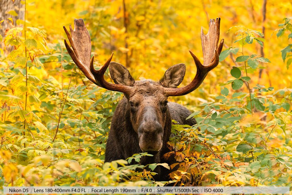 Bull Moose in Fall Foliage Setting Milan NH