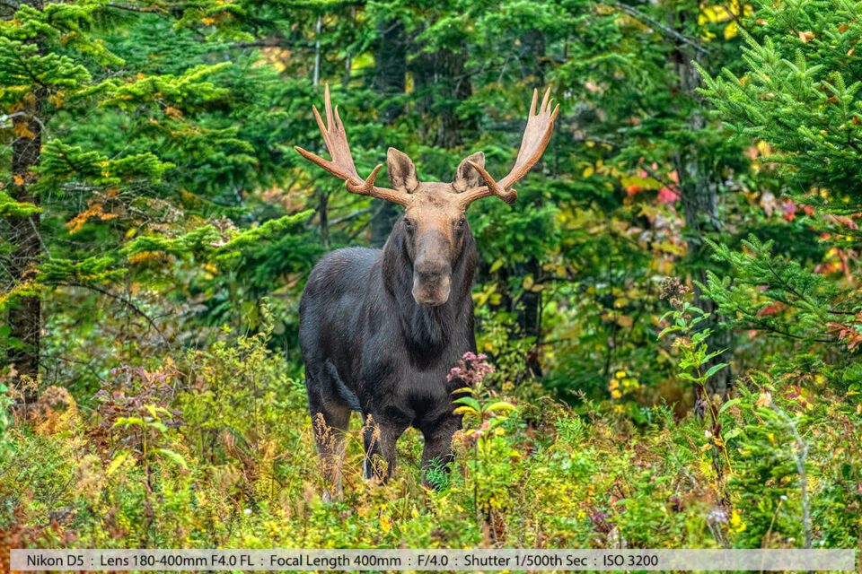 Bull Moose in Northern NH Woods Setting Easton NH