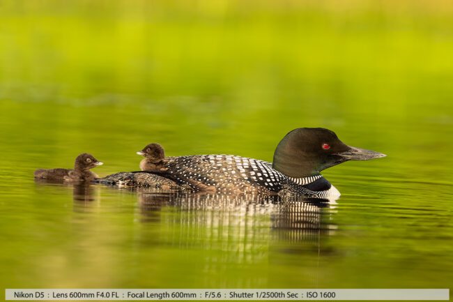 The Dangers of Wildlife Photography