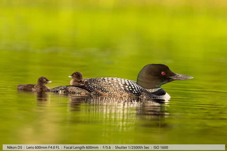 Loon with Two One Day Old Babies in beautiful last evening light