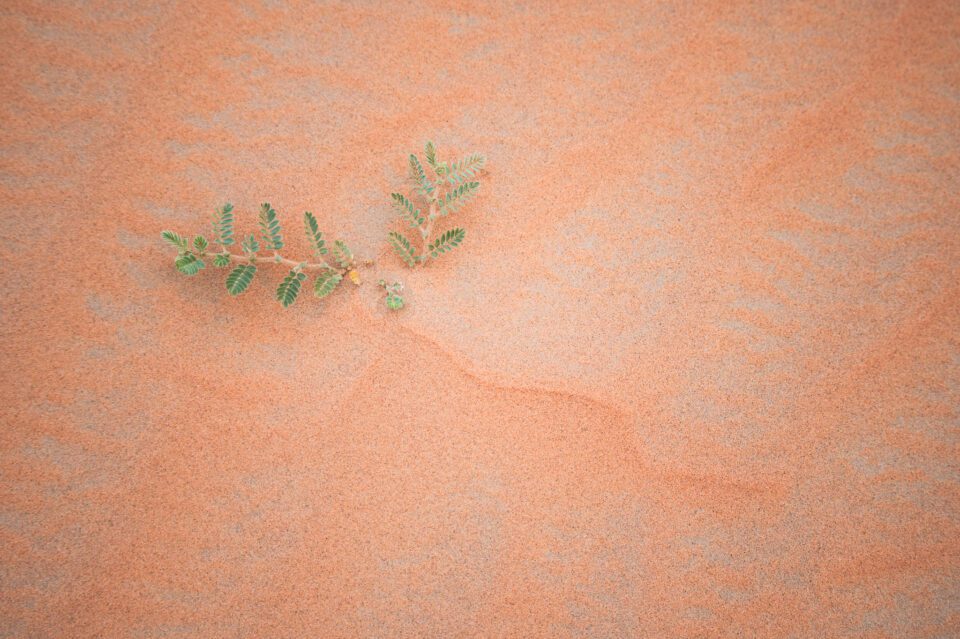 Desert Plant Close-up Taken with Nikon D780