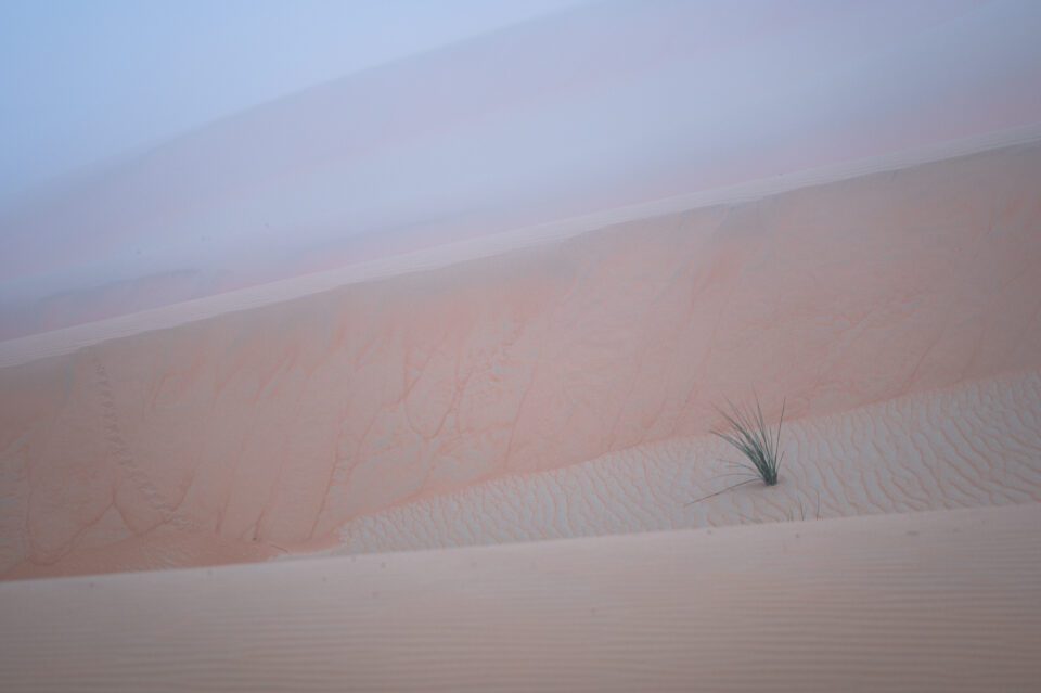 Desert photo of plant in fog