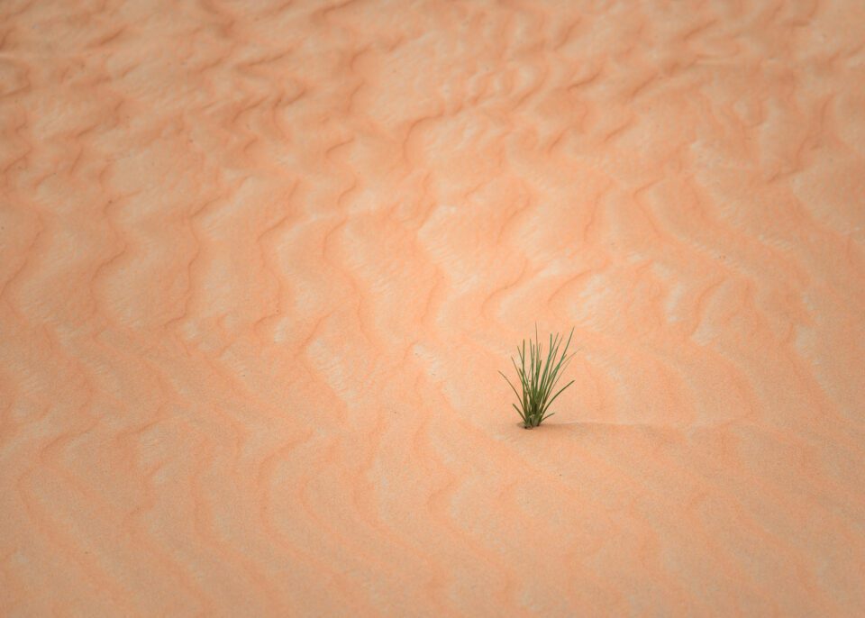 Lone Plant in the Sand Dunes, Landscape Sample Photo