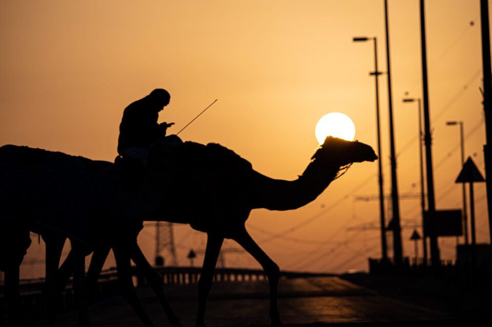 Nikon D780 Sample Backlit Photo of Camel at Sunrise