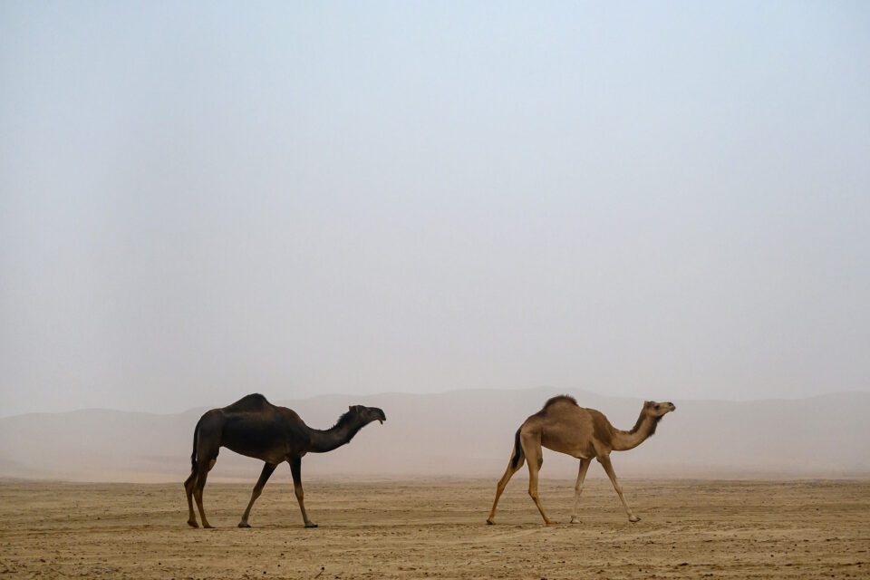 Two Camels Walking in the Desert