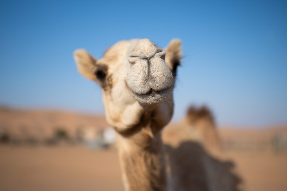 Edited camel photo