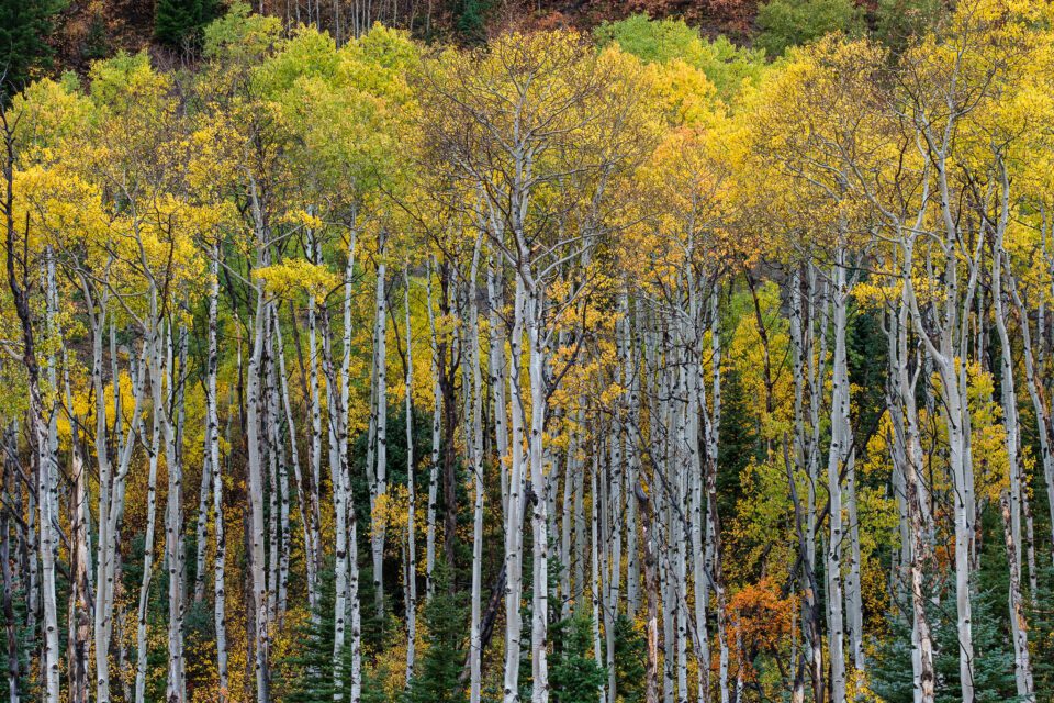 Aspens in fall color, captured with Fuji XF 90mm f/2 R LM WR