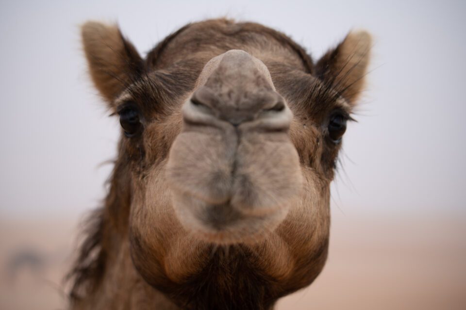 Initial camel photo