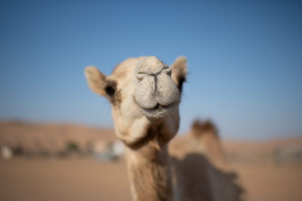 Refined camel photo