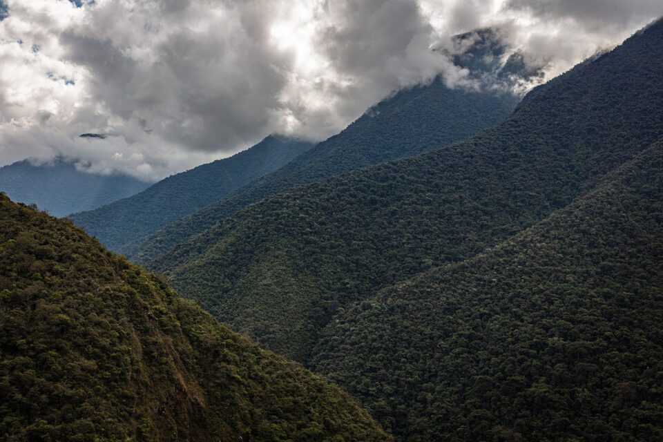 Bolivia Rainforest