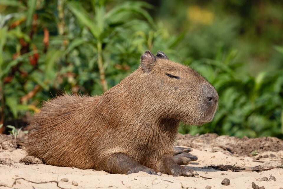 Capybara 10