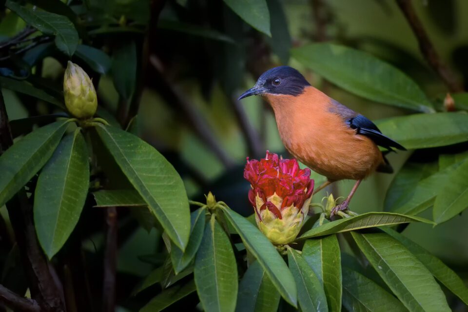 Rufous sibia on Red Rhododendron flower