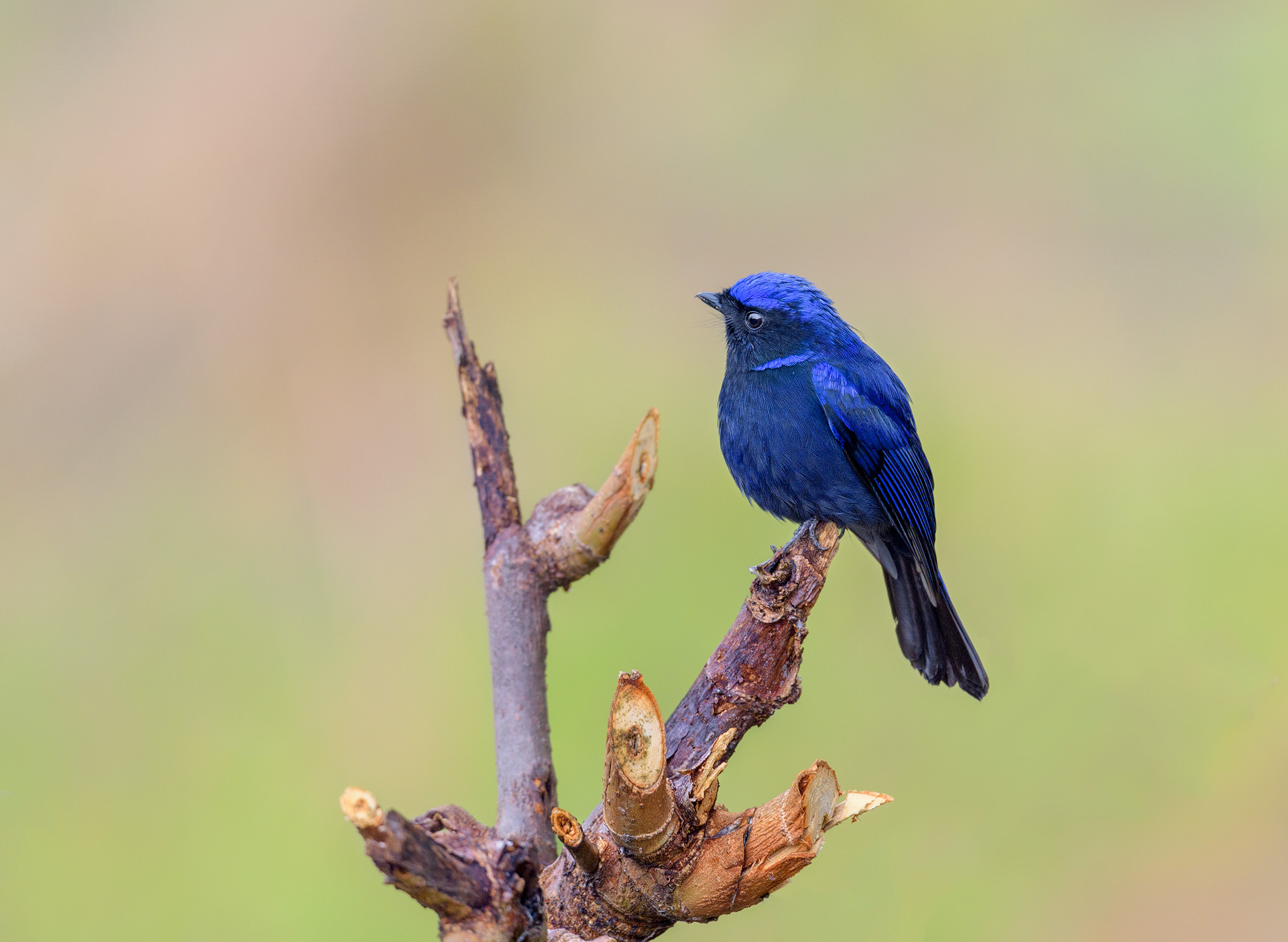 Photographing the Birds of Enchanting Sikkim