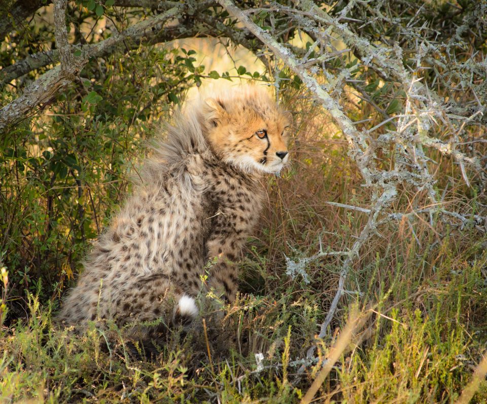Cheetah Cub 2