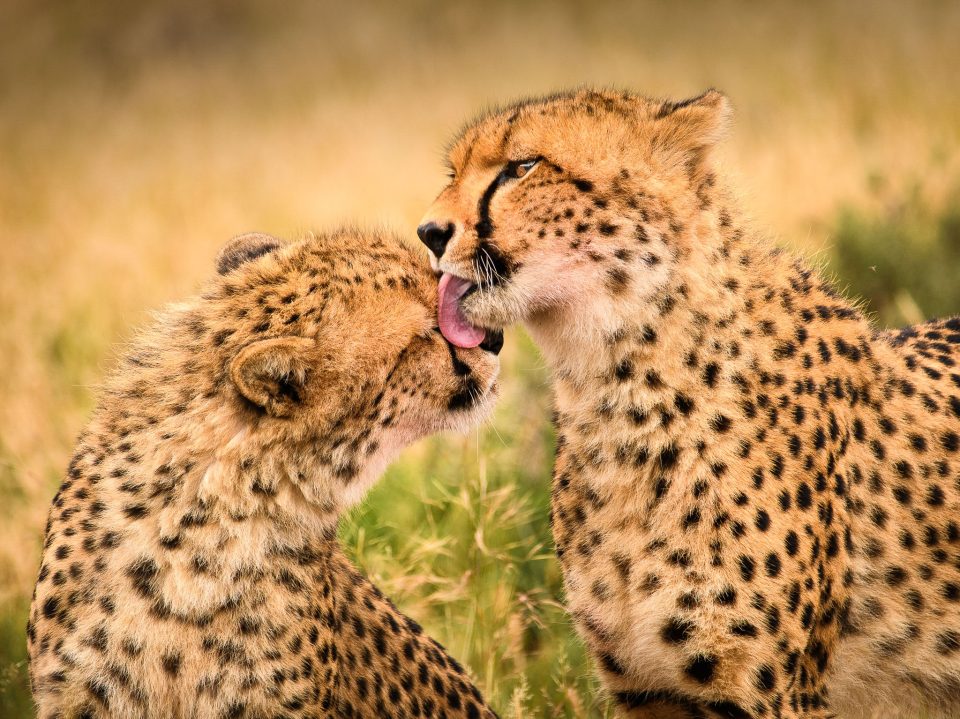 Cheetah Grooming Each Other