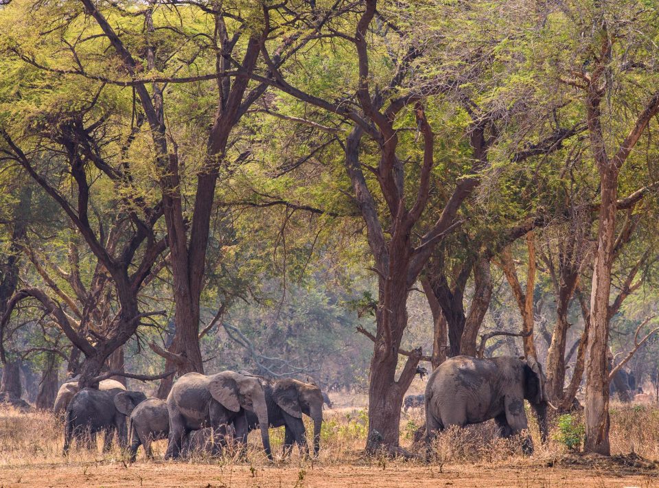 Elephants under big trees