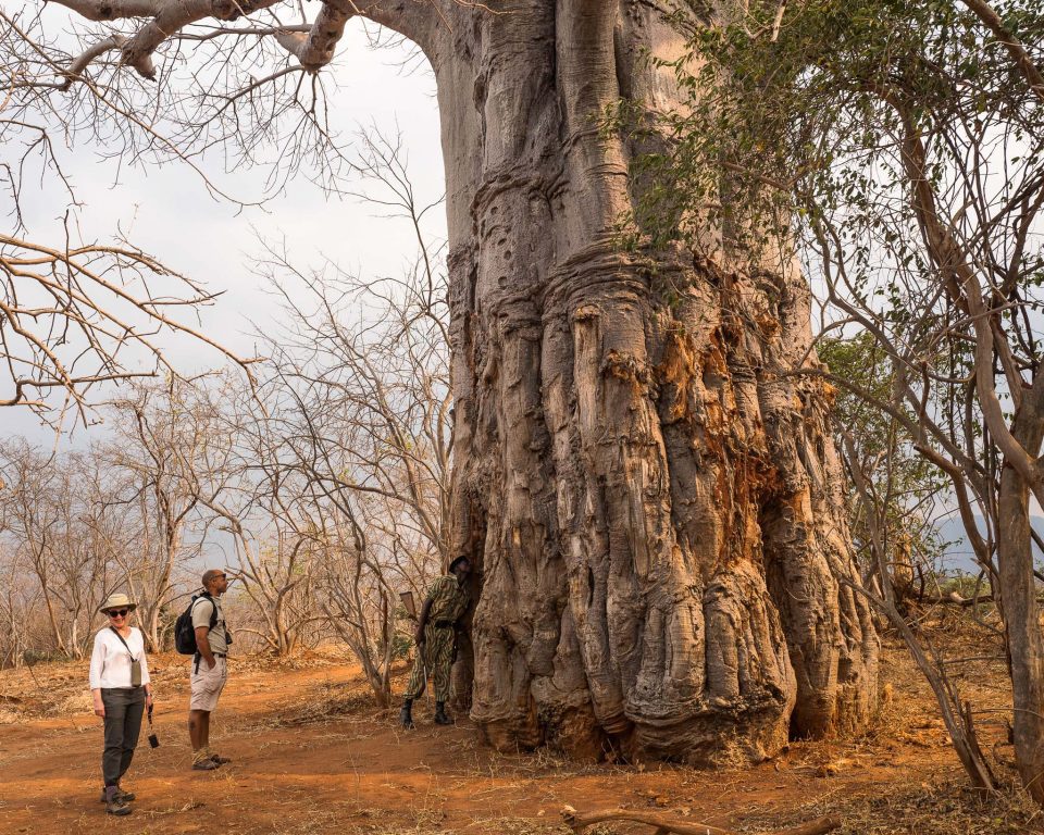 Mature Baobab Tree