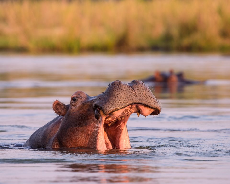 Hippo with Mouth Open