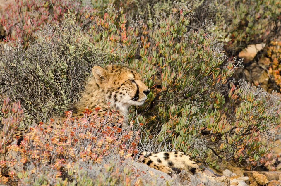 Young cheetah relaxing in Sanbona Game Reserve, Western Cape, South Africa
