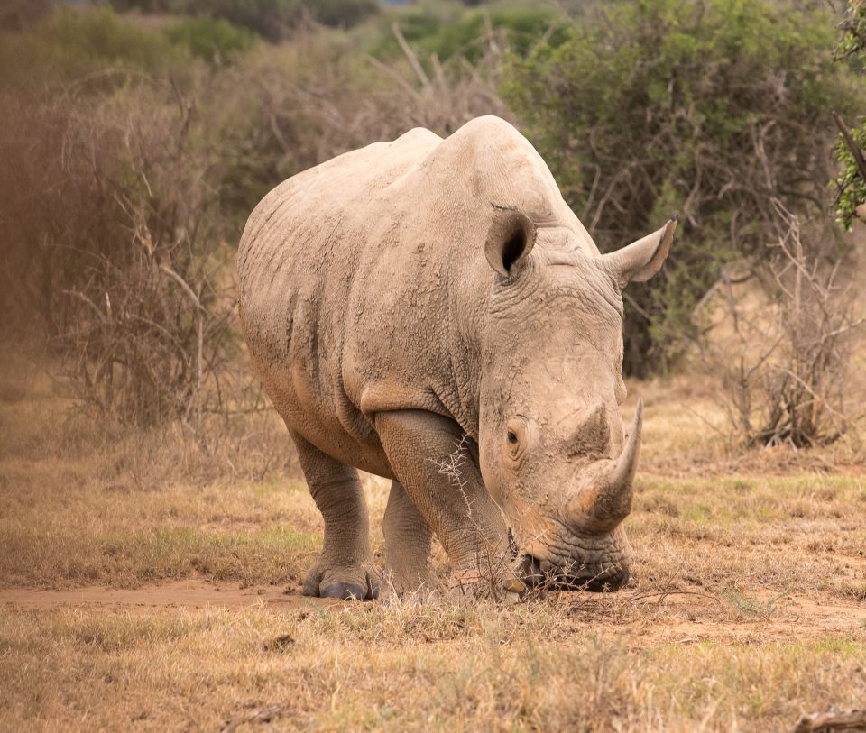 Rhino in grass