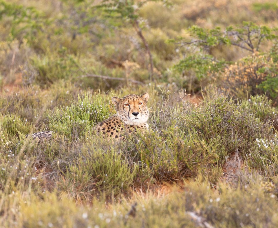 Cheetah head emerging from the long grasses