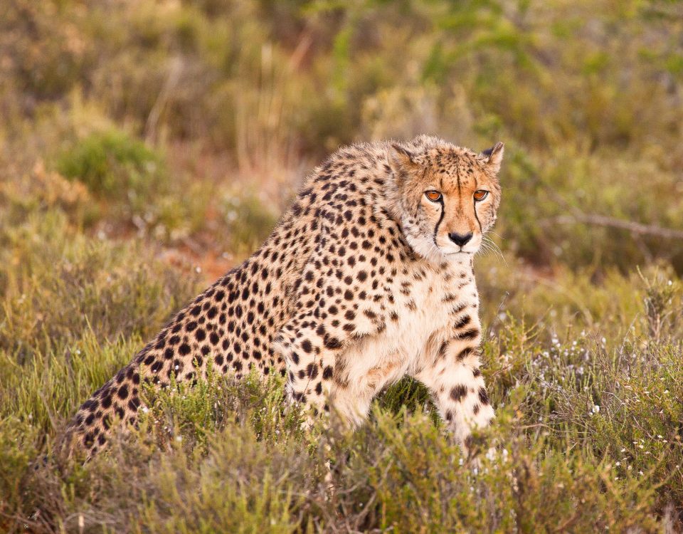 Cheetah rising from the grass