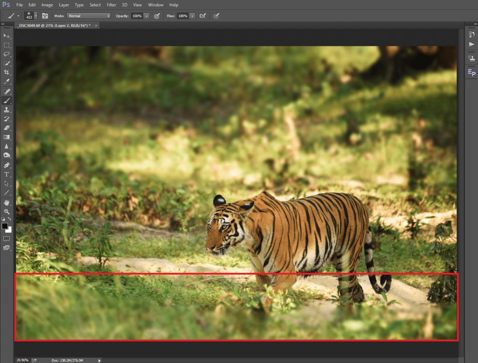 Tiger foreground
