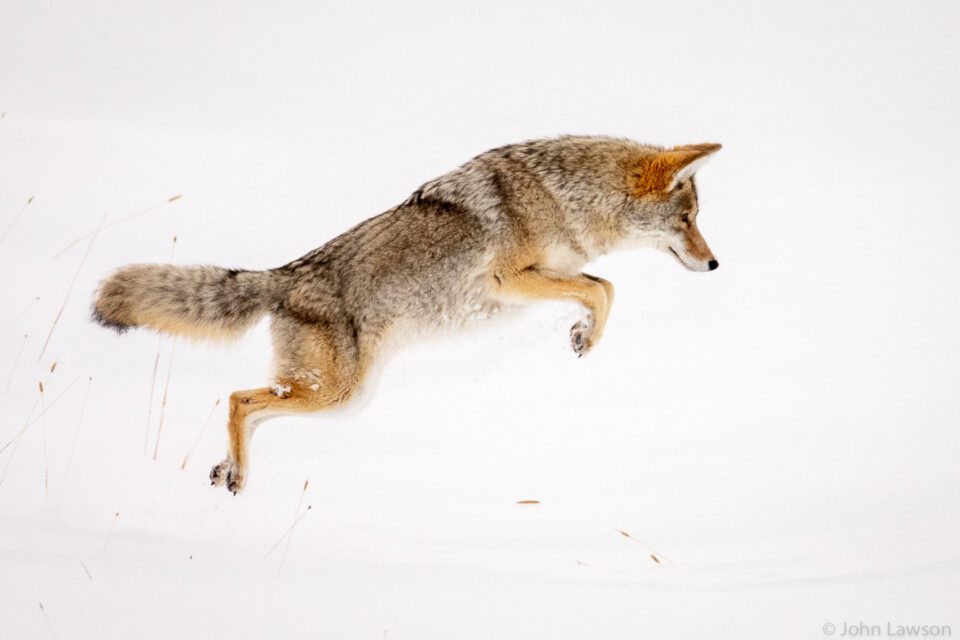 Coyote Jumping on Prey