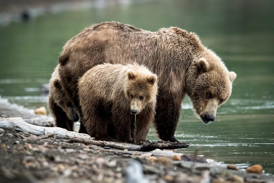 Grizzly Bear Cub with Mom