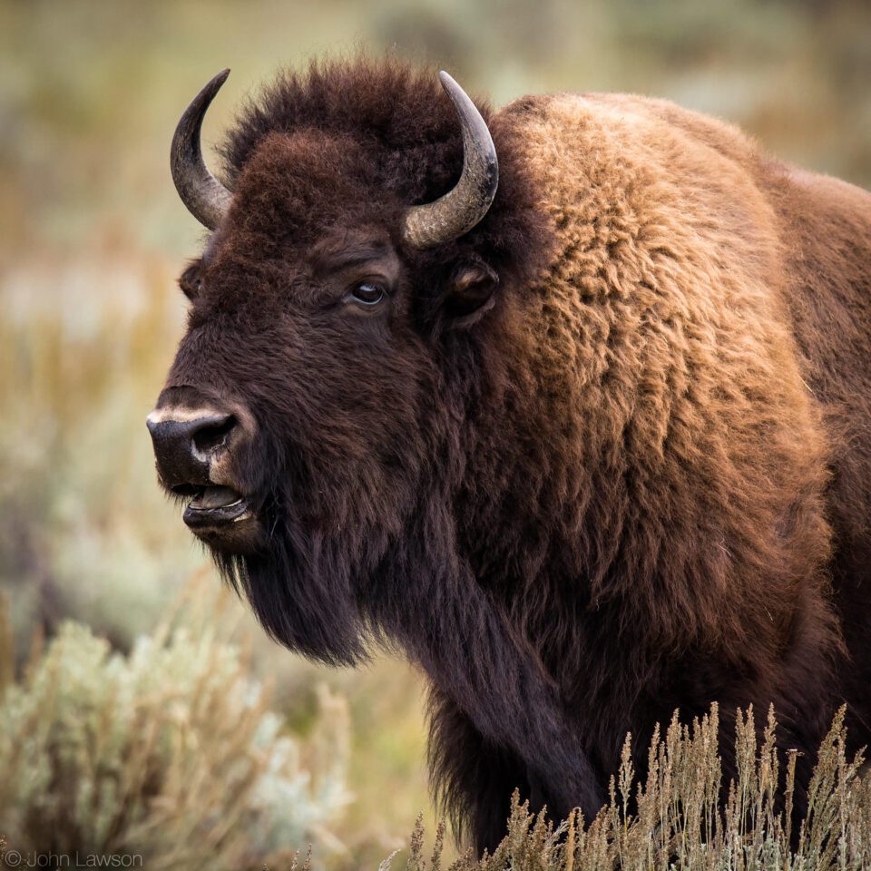 Nikon 600mm f/4G ED VR Image Sample #16