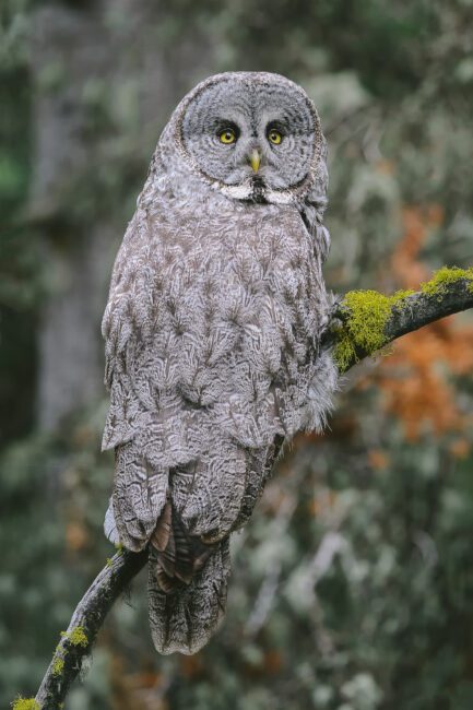 Great Gray Owl