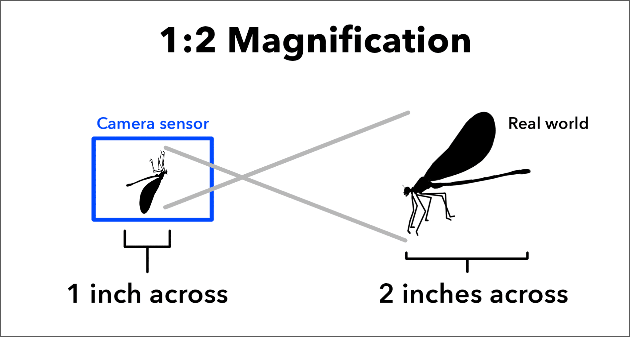 define-biological-magnification-brainly-in