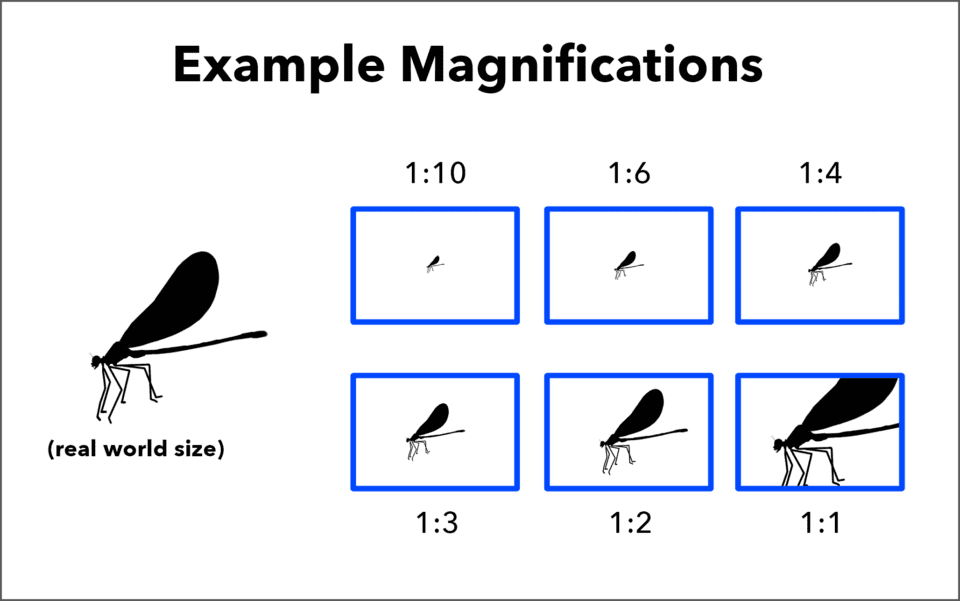 What Is Magnification in Photography?