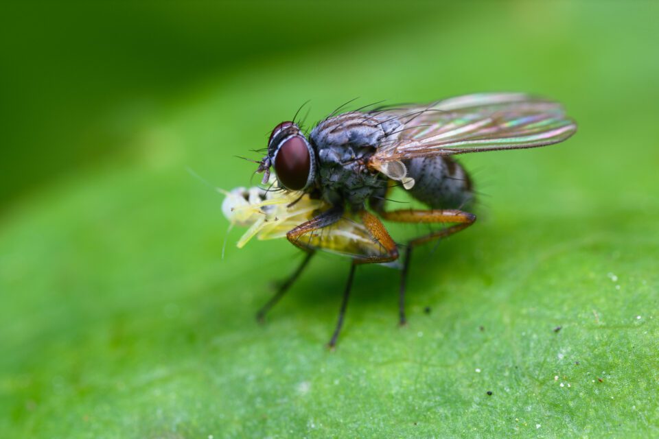 A fly eating breakfast - Taken with Venus Optics Laowa 25mm f2.8 Ultra Macro Lens