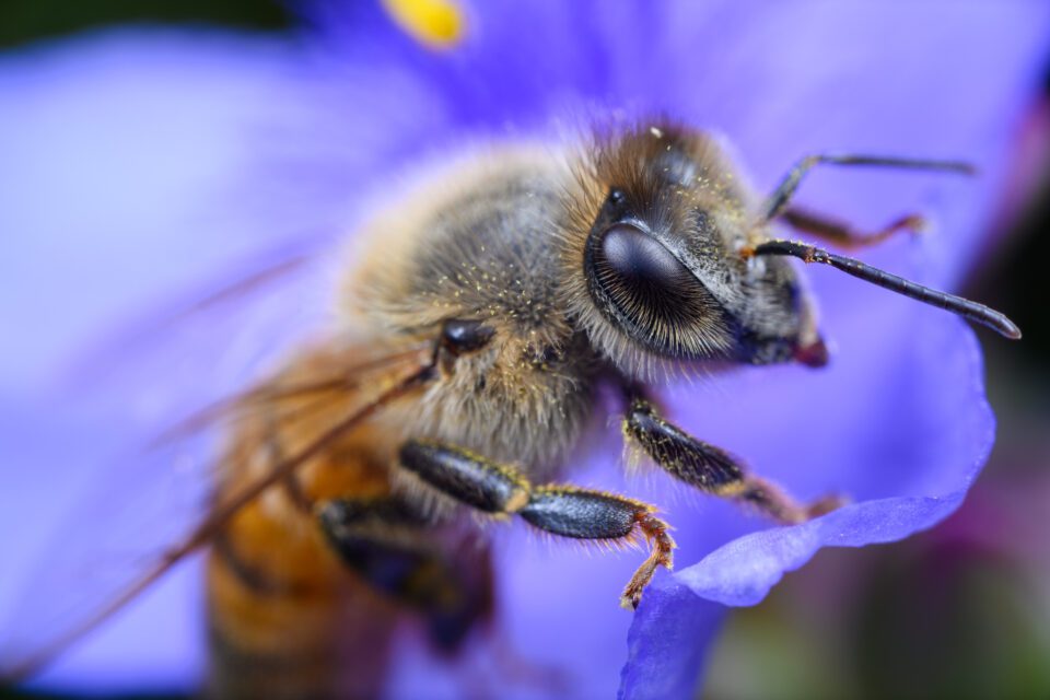 Bee at 2.5× magnification with Venus Laowa 25 Ultra Macro