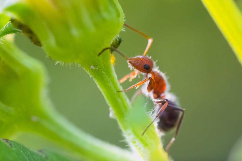 Sample Photo of Ant from Laowa 25mm Ultra Macro Lens