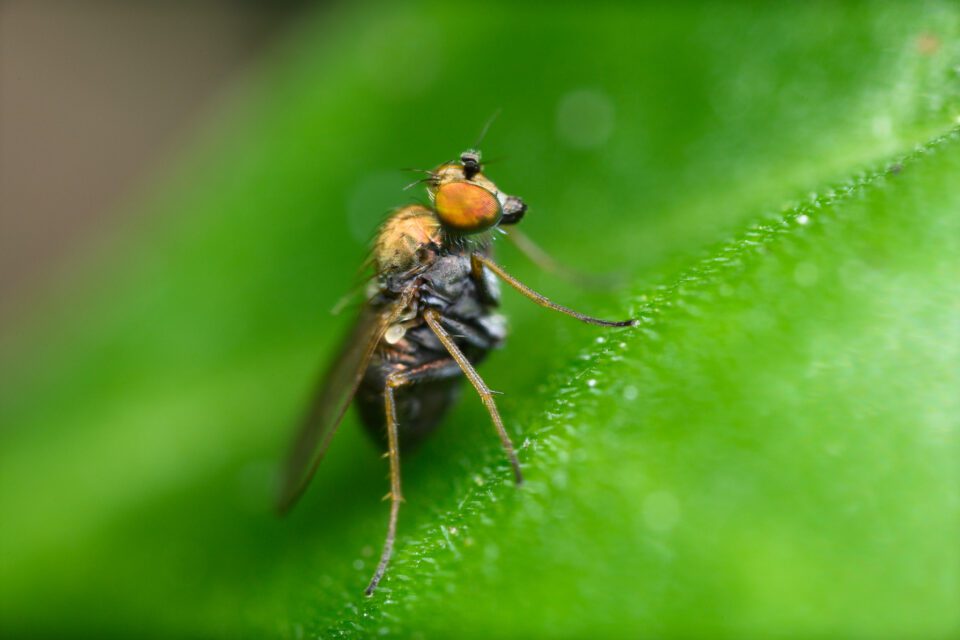 Sharp photo of a fly handheld at 5x magnification